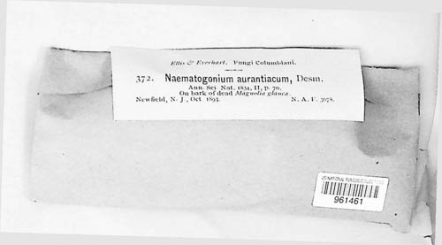 Nematogonum ferrugineum image